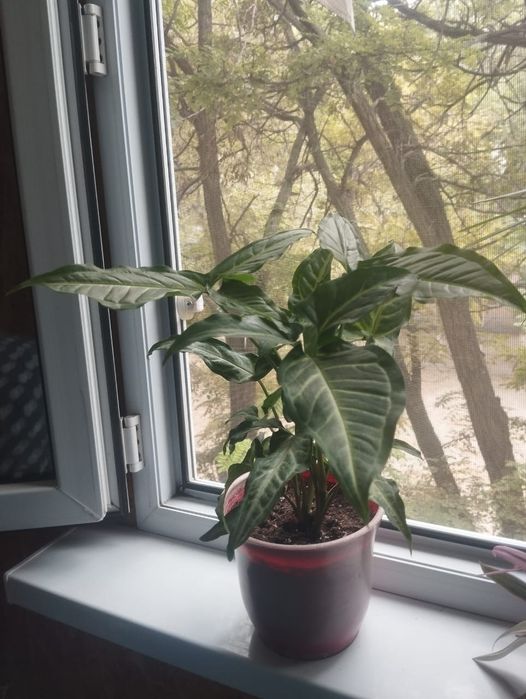 Цветы  комнатная