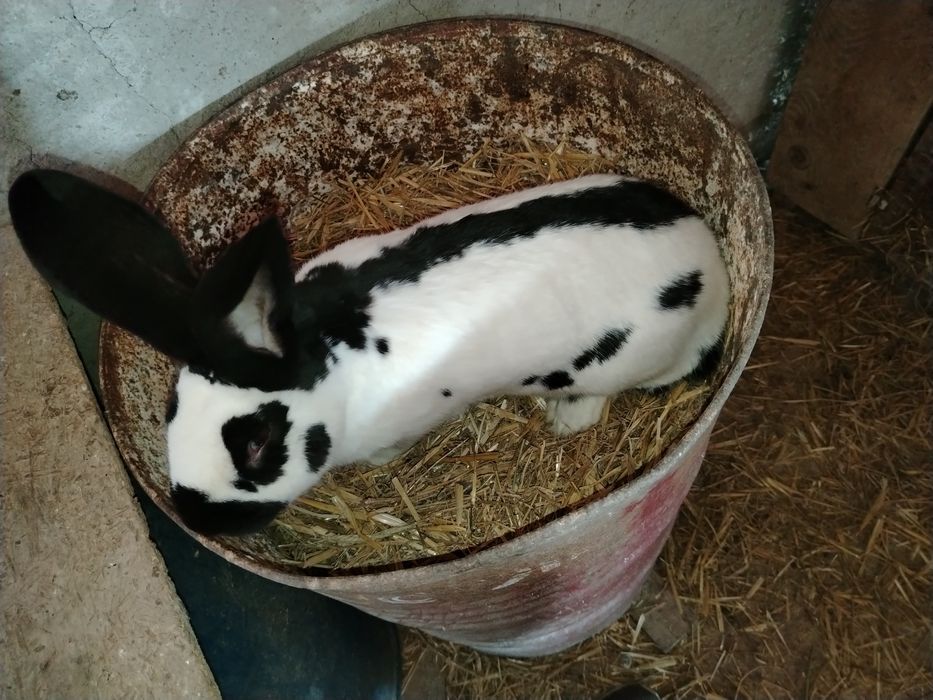 Mascul fluture german