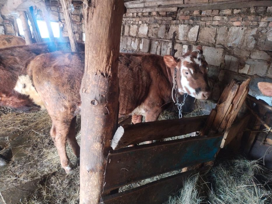 Продается телка