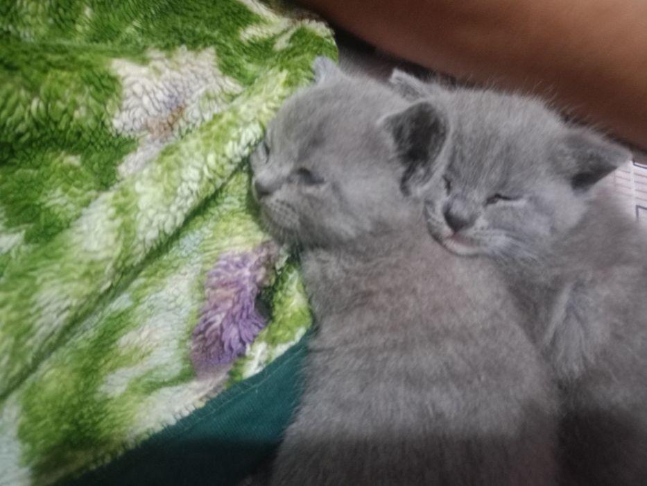 Отдам в добрые руки