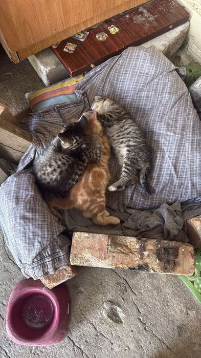 Отдам котят  в хорошие руки