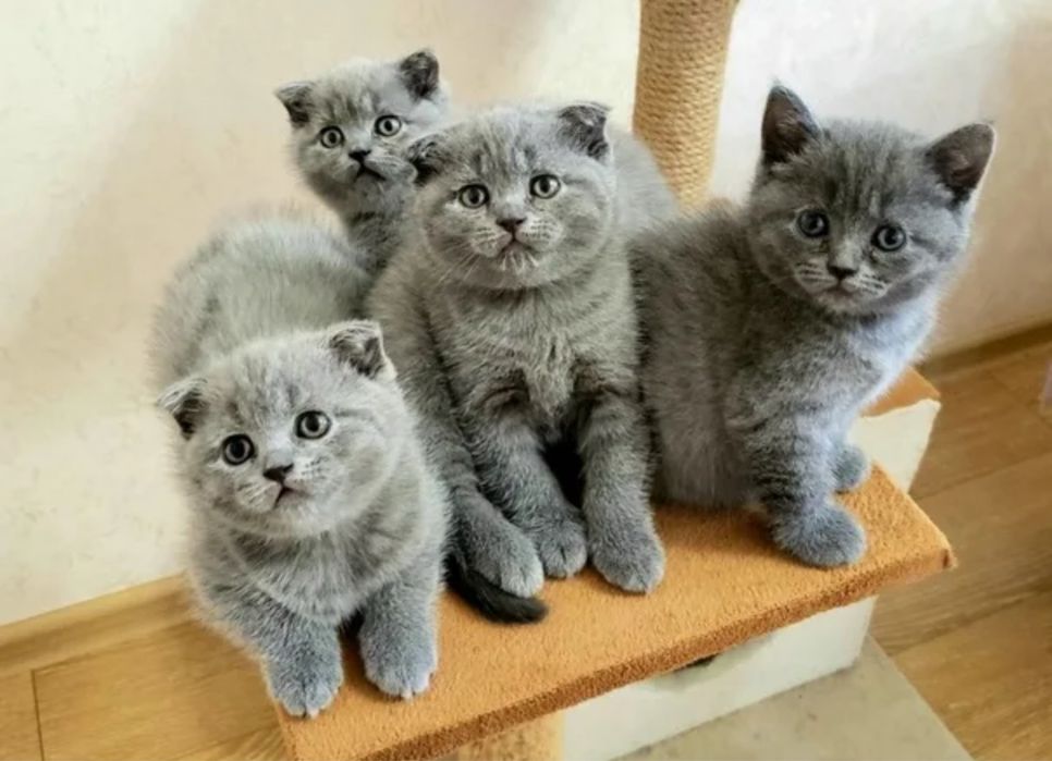 Вислоухие Котята