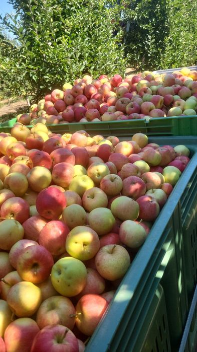 Vand mere categoria a2a