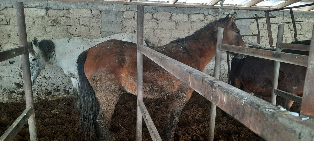 Байтал сатылады. Семіз бордақы.