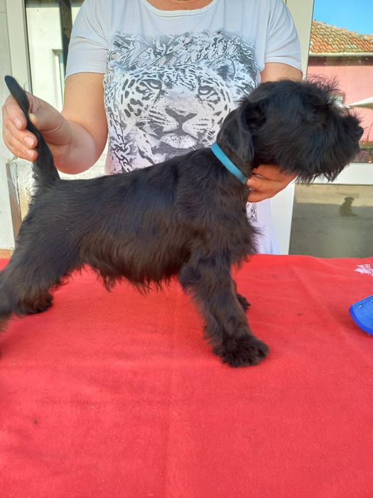 Pui Schnauzer pitic negru cu pedigree