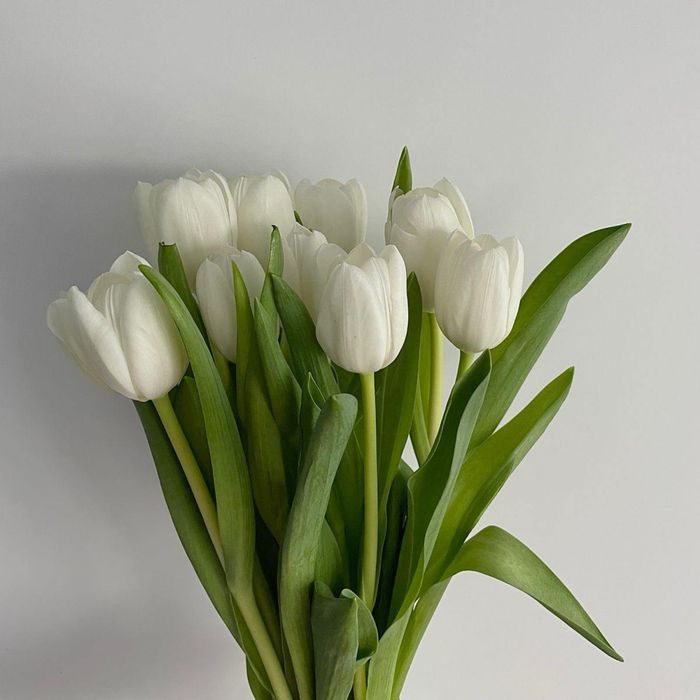 Тюльпаны свежие Алматы | 8 марта | Опт и розница