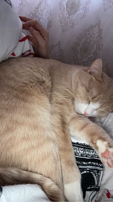 Отдам КОТА даром