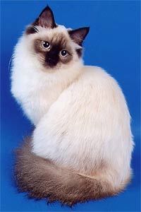 невская маскарадная 5 мес девушка