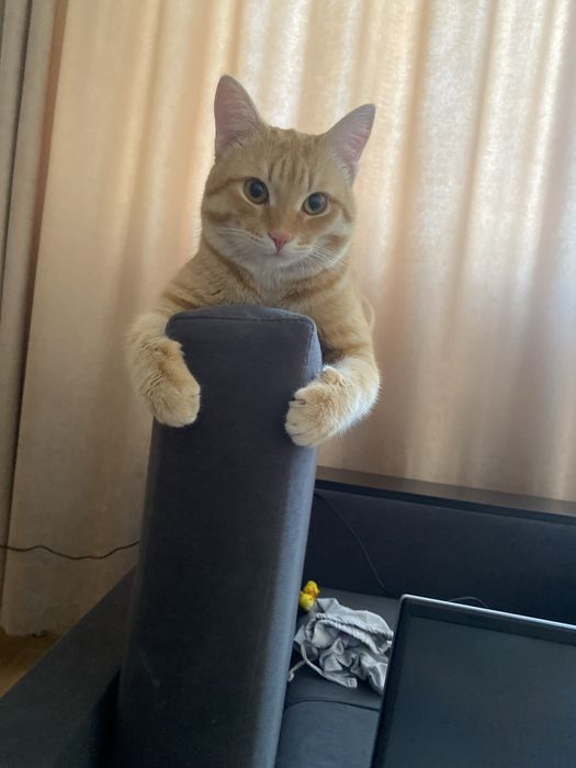 Отдам кота домашнего