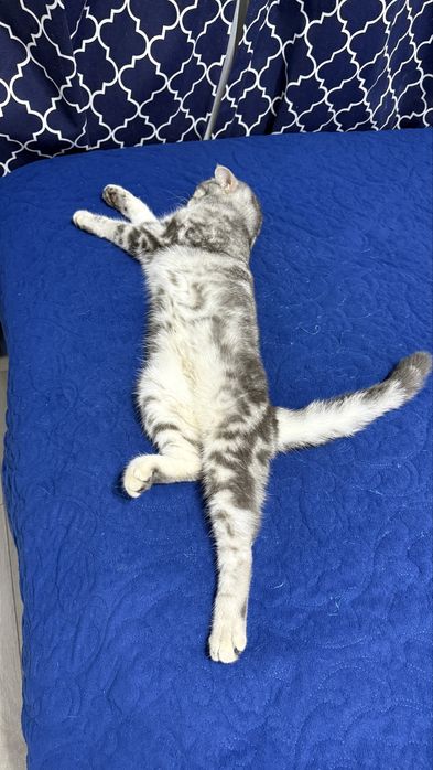 Отдам даром шотландскую кошку