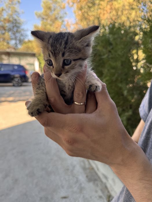 Замечательный котенок мальчик 1,5 месяца. В добрые руки