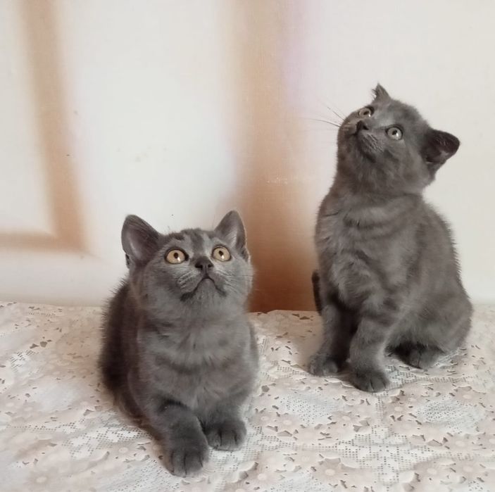 Вислоухие котята