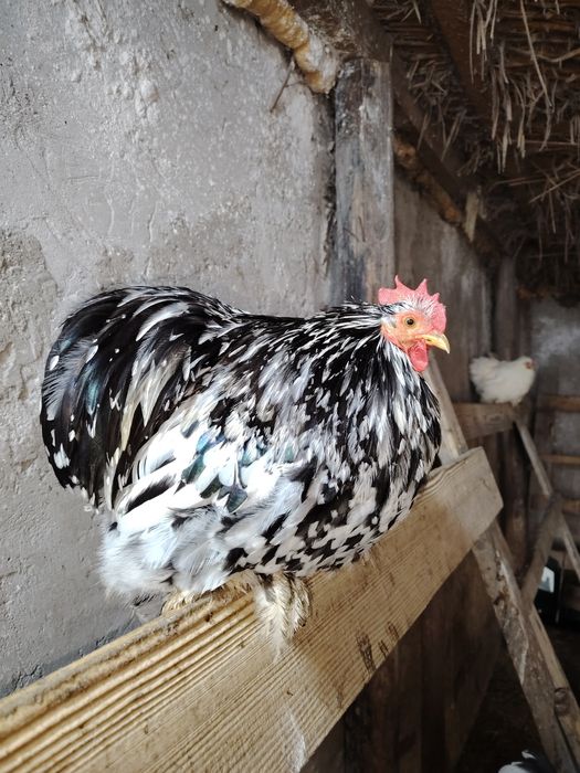 Cocoș chochinchina pitic original