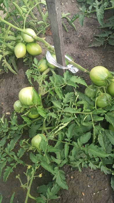 Продам помидоры красные зелёные