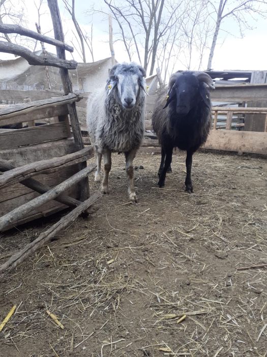 Vand doi berbeci , fiecare ade 2 ani . Pretul este de 1900 de lei buca