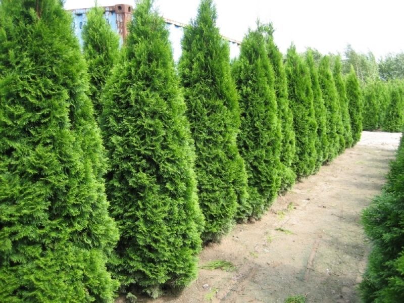 Tuia, mesteacan, tei, brazi verzi si argintii, pepiniera de plante