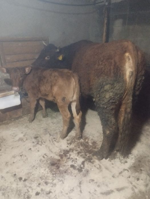 De vânzare o vacă cu vițea