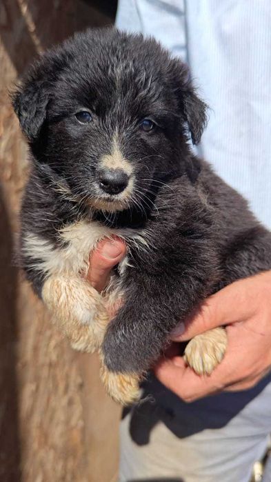 В ответственные руки щенки