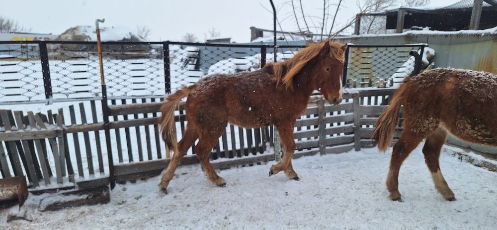 Продам лошадей две головы