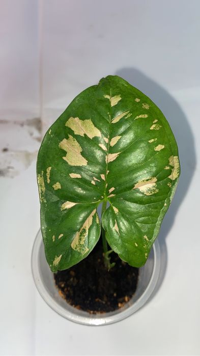 сингониумы по 500 тенге