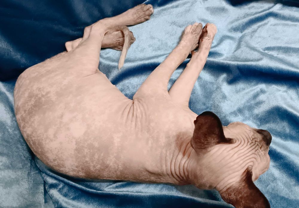 Канадский сфинкс, чистокровный