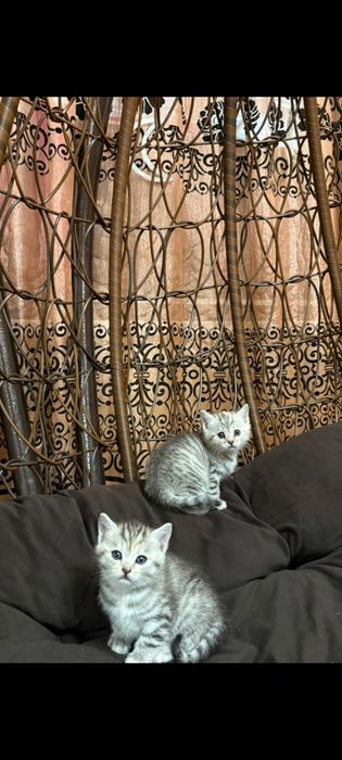 Котята шотландские девочки и мальчики