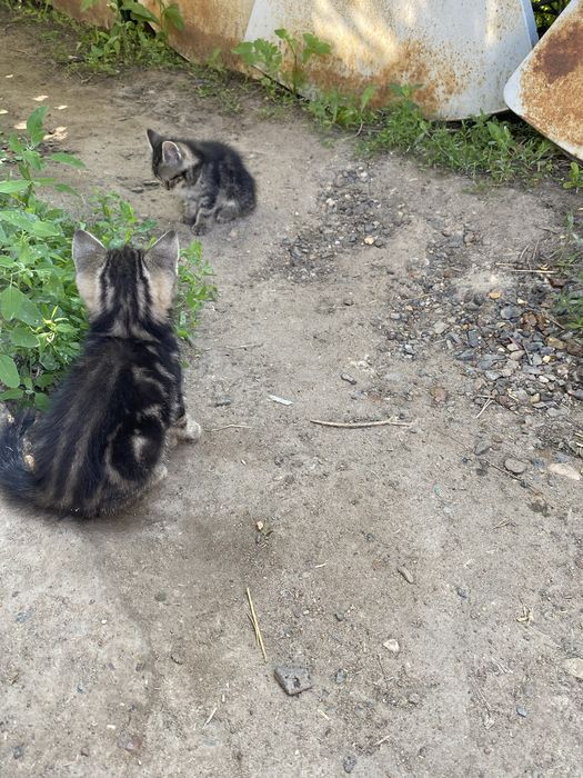 Продам шотландских котят