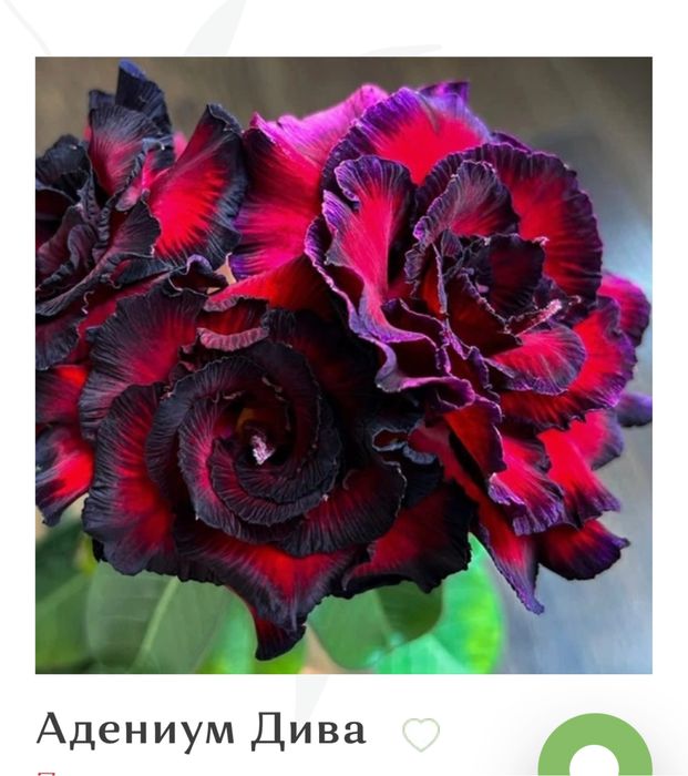 Продам адениум привитый