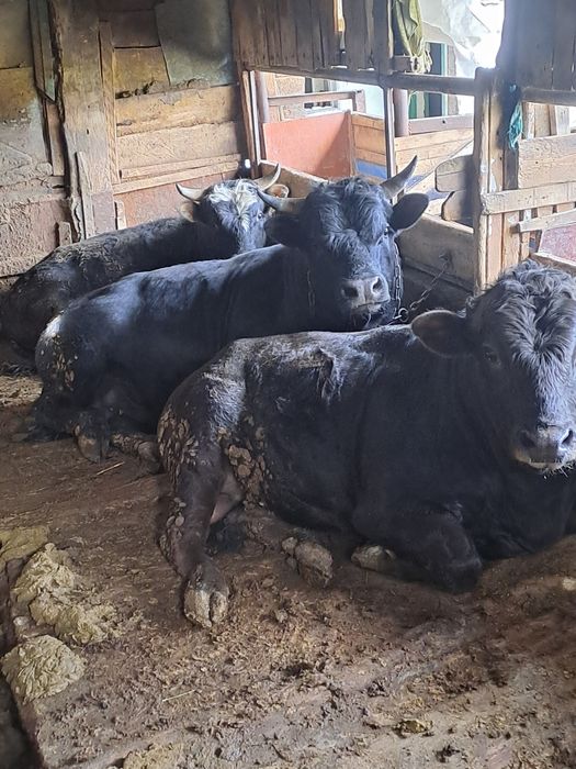 Продам быков откормленных