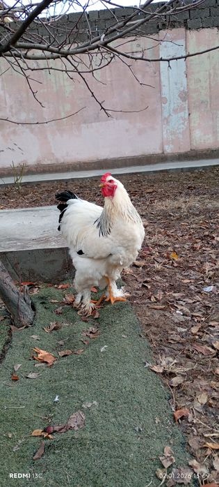 Брама хурозлари 8 ойлик