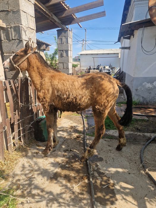 Тай сатылады ургашы