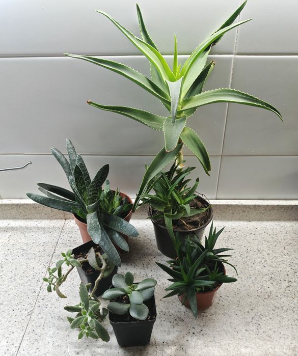 Набор из суккулентов