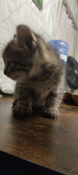 Даром отдадим миленького котёнка
