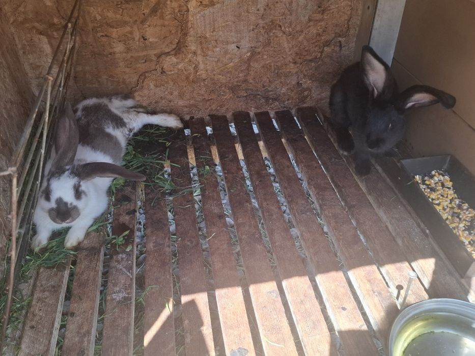 Ipeurași de vanzare
