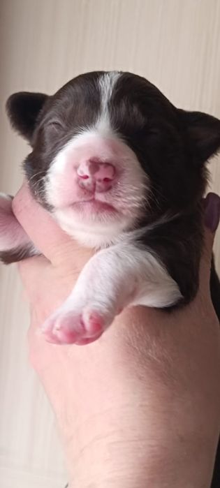 щенок бордер колли