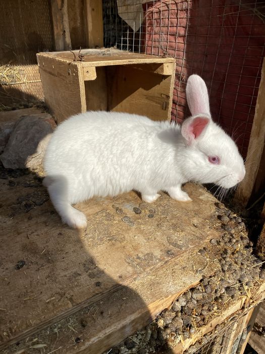 Quyon bollari sotiladi