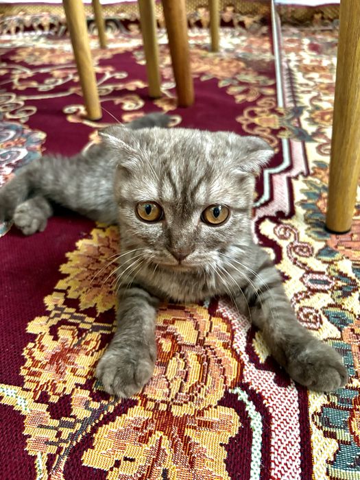 Шотландская вислоухая кошка
