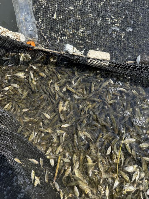 Малёк карпа амура и толстолоба