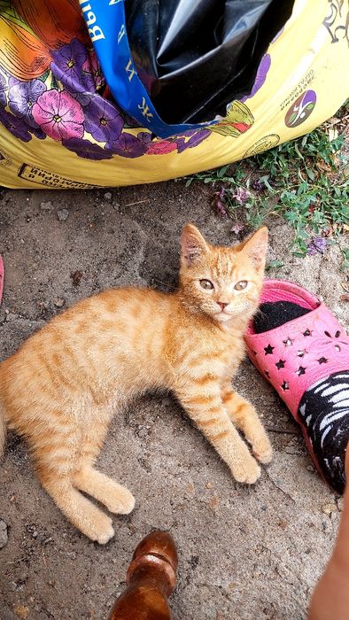 Отдам котят в добрые руки