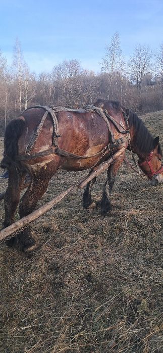 Vand cal bun proba la fata locului