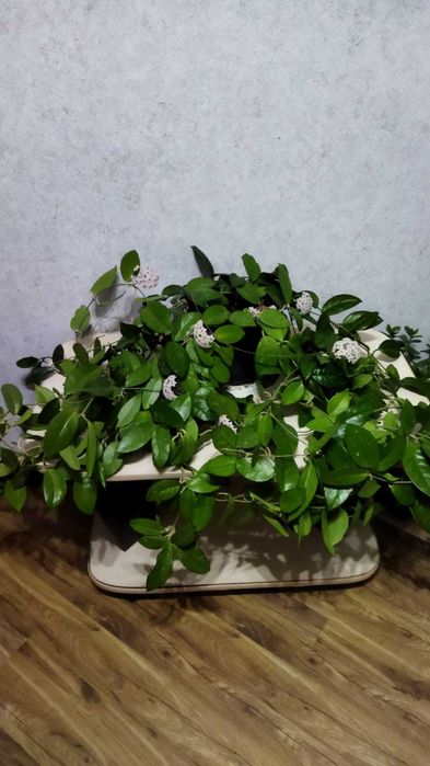 Продам комнатные цветы