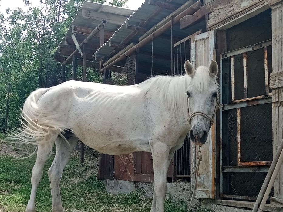 Жуас бие сатылады