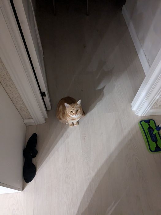 Отдам кошку в добрые руки