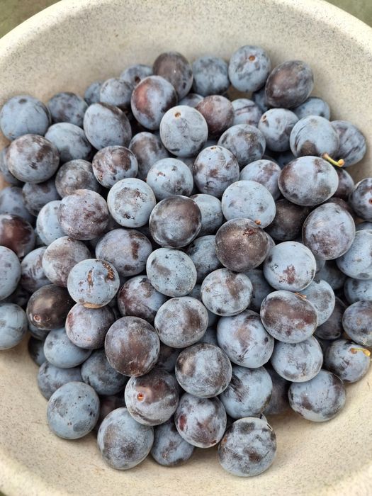 Проддам дачу с/о Химик