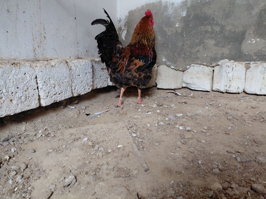 Атештер сатылады