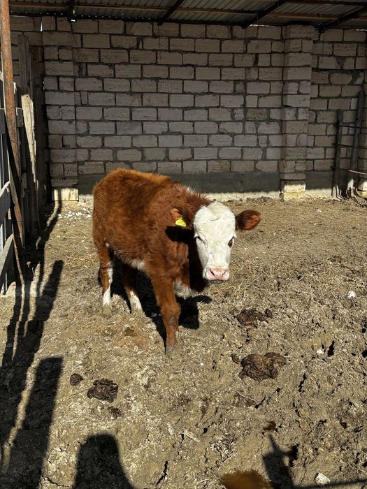 Ақ бас парода қашар