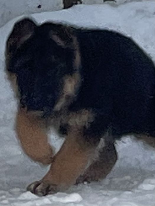 Щенки немецкой овчарки