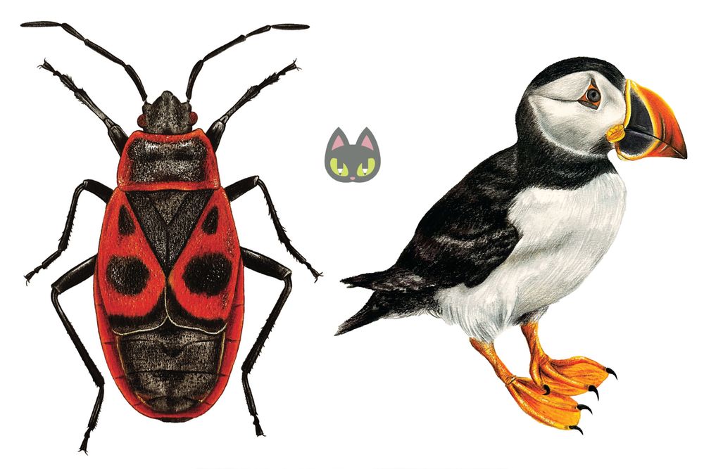 Авторски илюстрации на животни