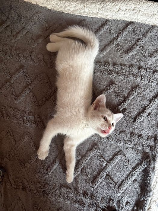Отдам котенка в хорошие руки