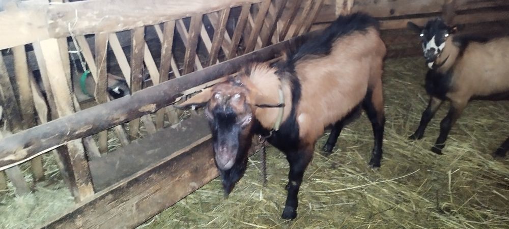 Țapi Alpina franceza